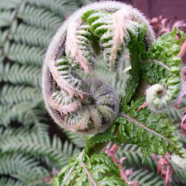 plant image 366417