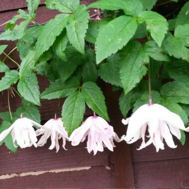 Clematis