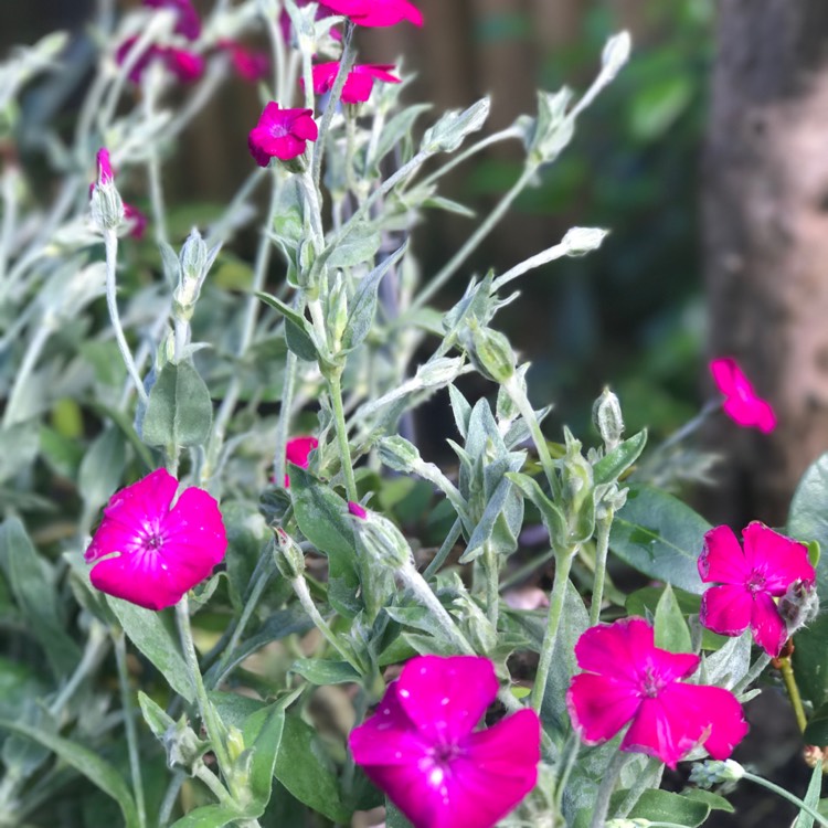 Plant image Lychnis coronaria 'Gardeners World'