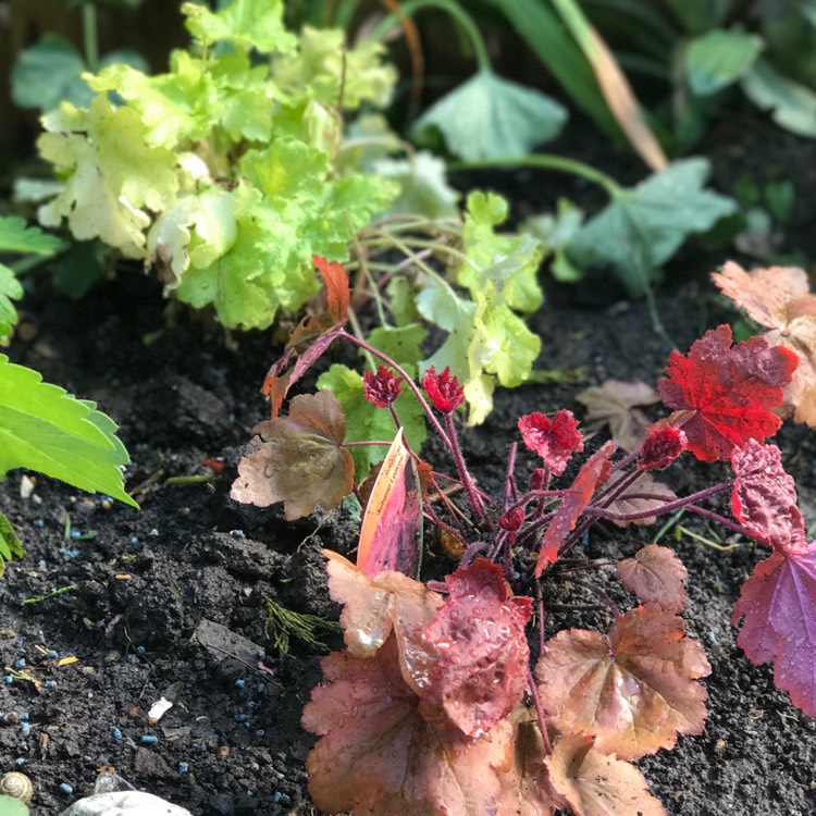 Plant image Heuchera 'Autumn Leaves'