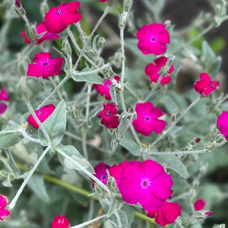 plant image 439612