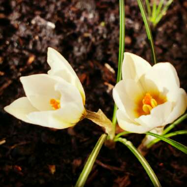 Crocus