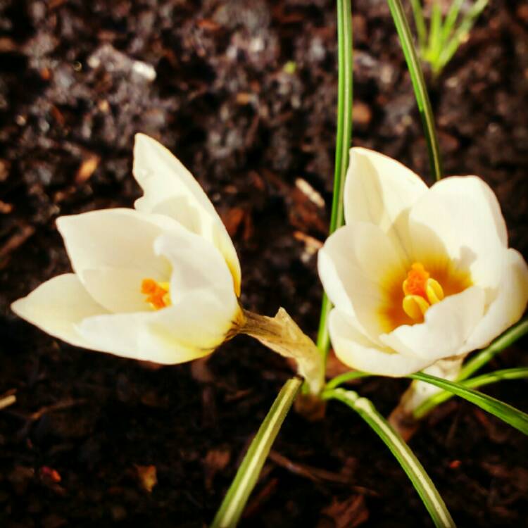 plant image 310322