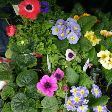 Anna's garden