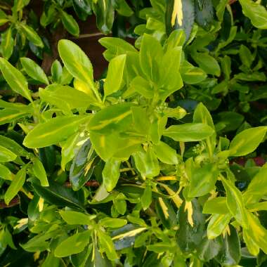 Purple Leaf Wintercreeper