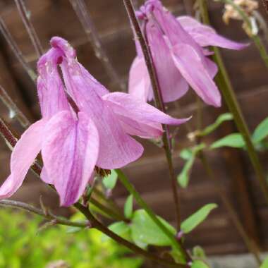 Alpine Columbine