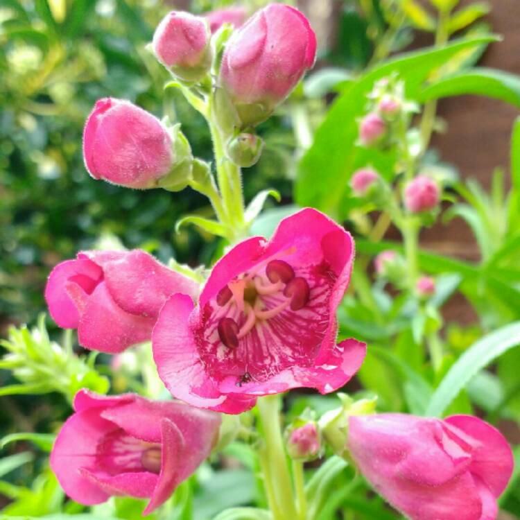 Plant image Penstemon 'Elgar Firefly'