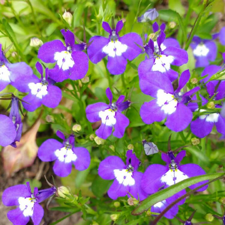 Plant image Lobelia Erinus 'Crystal Palace'