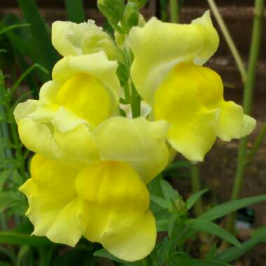 Snapdragon