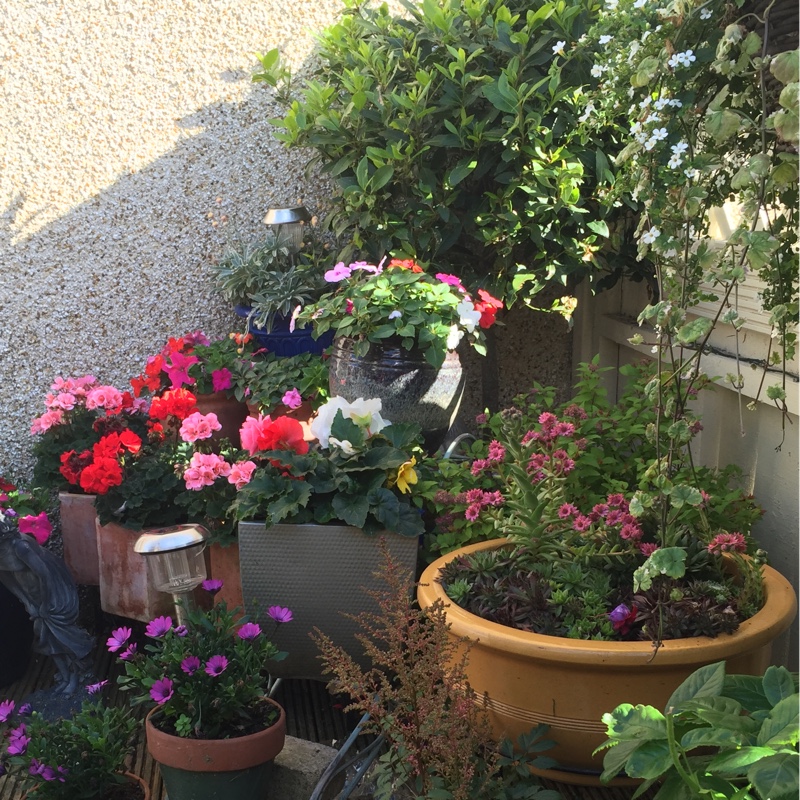 Ann's garden