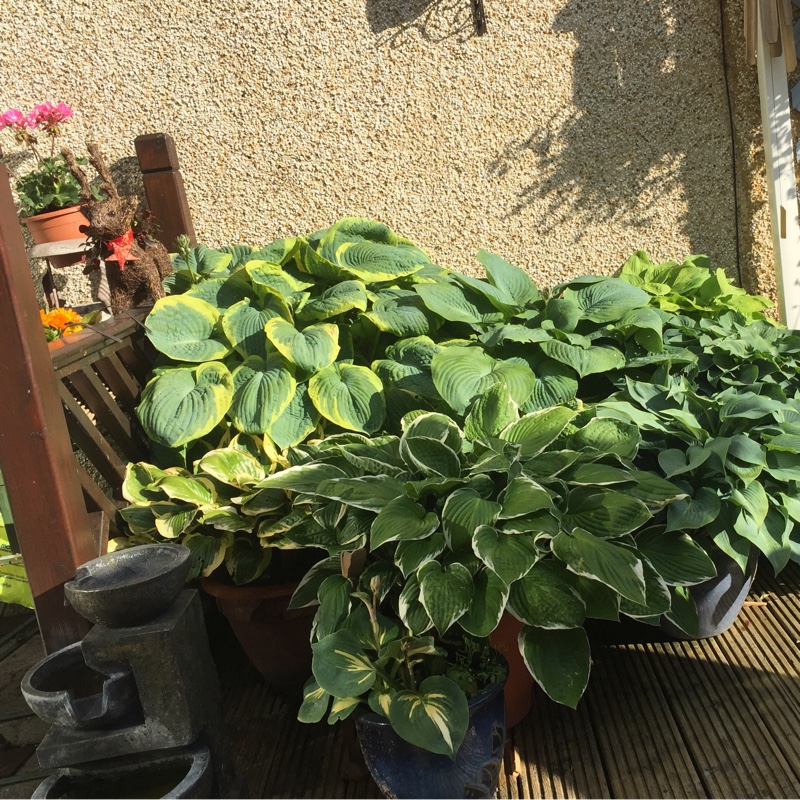 Plantain Lily 'Antioch'