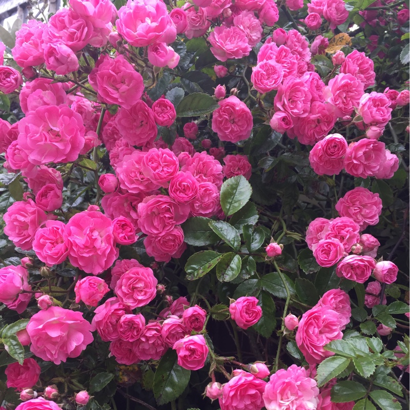 Ann's garden