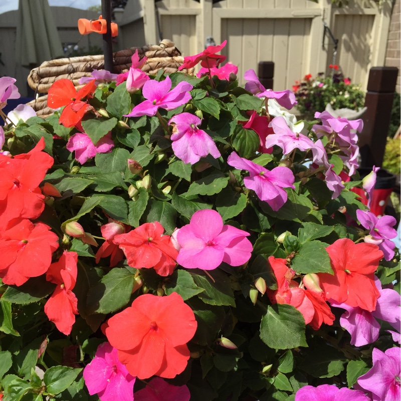 Ann's garden