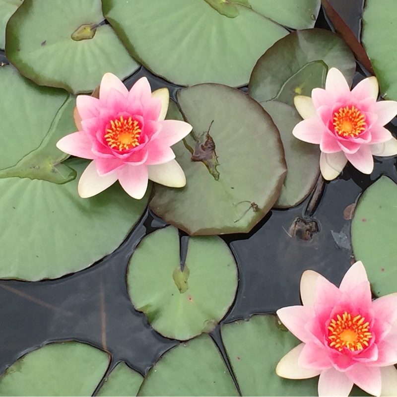 Water Lily