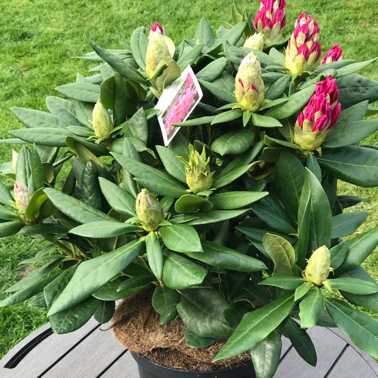 Plant image Rhododendron 'Cosmopolitan'