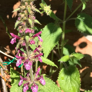 Anne's garden