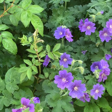 Cranesbill 'Johnson's Blue'