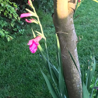 Anne's garden