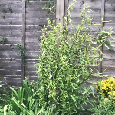 Twisted Willow