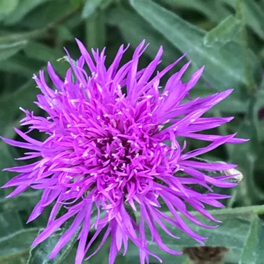 Cornflower
