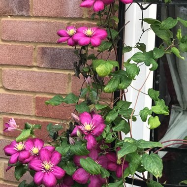 Clematis 'Ville De Lyon'