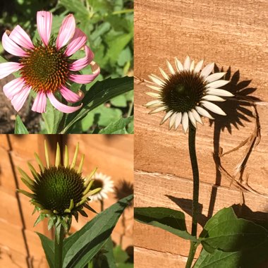 Anne's garden