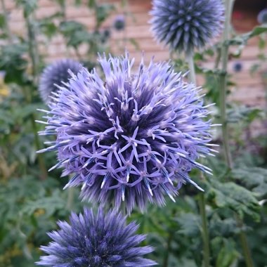 Globe Thistle