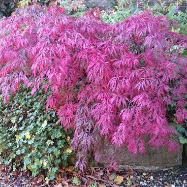 Japanese Maple