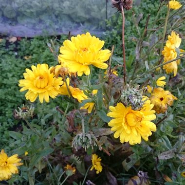 Pot Marigold