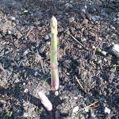 Asparagus