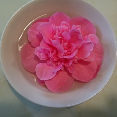 Camellia
