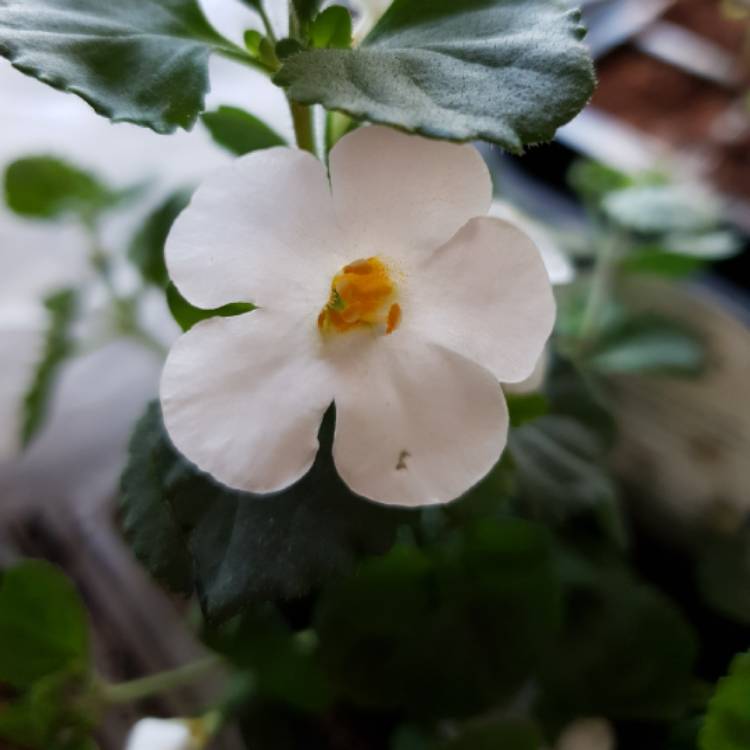 Plant image Bacopa 'White Secrets'
