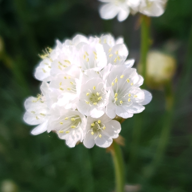 Plant image Armeria pseudarmeria 'Ballerina Mixed' (Mix)