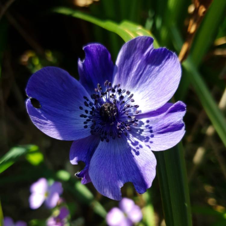 Plant image Anemone apennina (Blue Anemone)