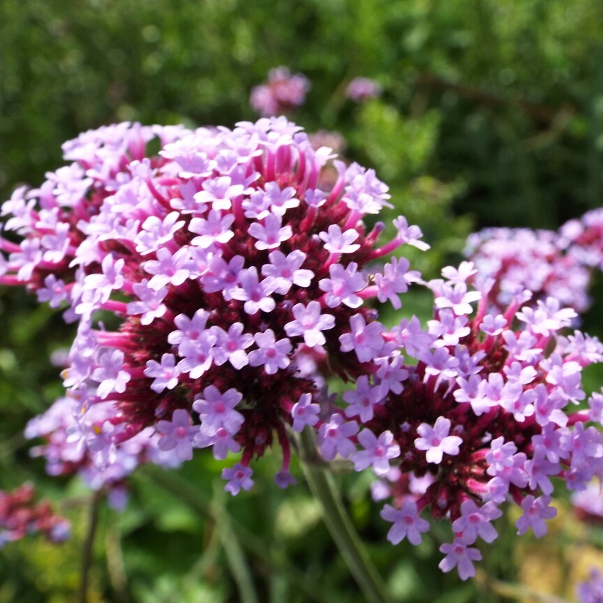 plant image 101654