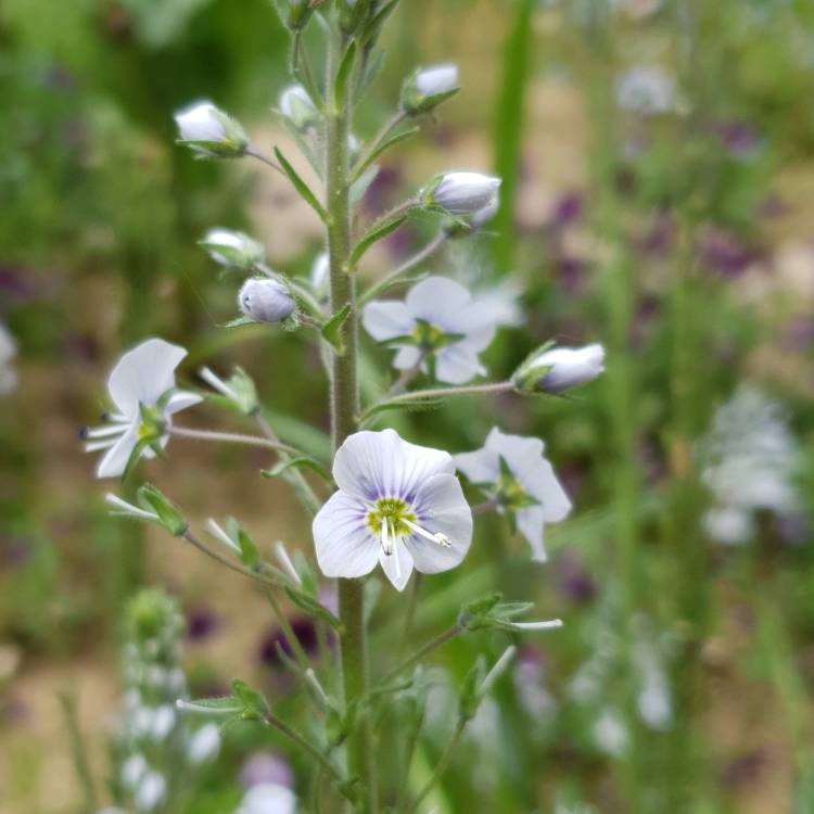 Plant image Veronica