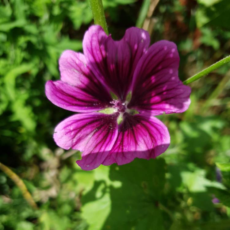 Plant image Malva Sylvestris 'Mystic Merlin'