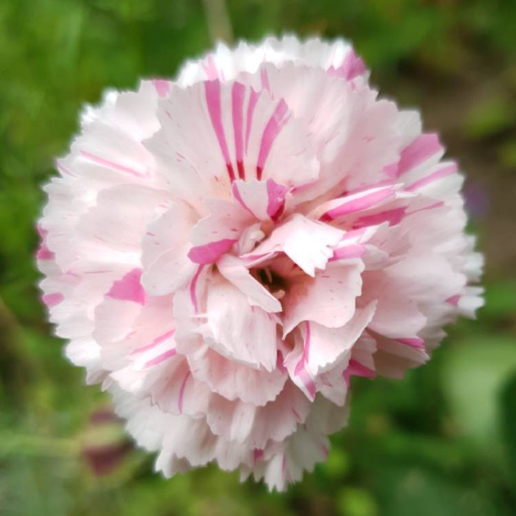 Plant image Dianthus 'Bailey's Celebration'
