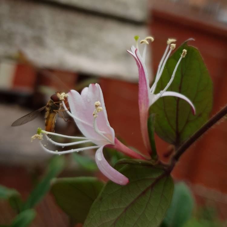 plant image 1104953