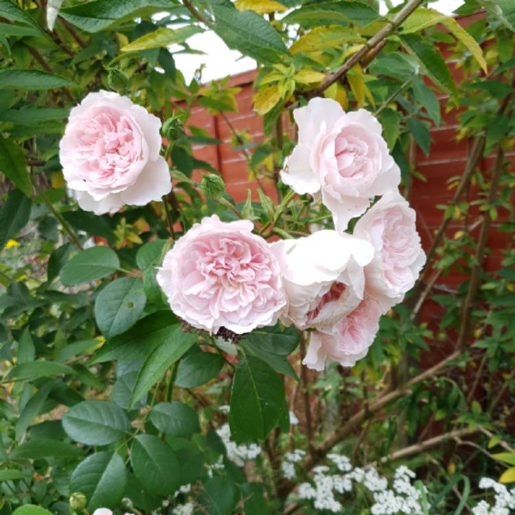 plant image 1115963 plant image 1115963