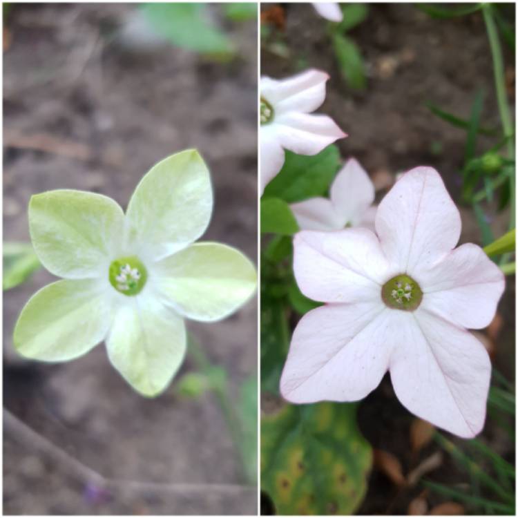 Plant image Nicotiana