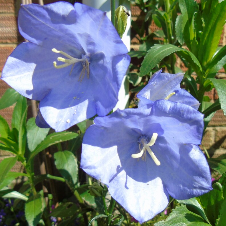 plant image 122152 plant image 122152