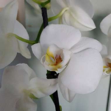 Phalaenopsis