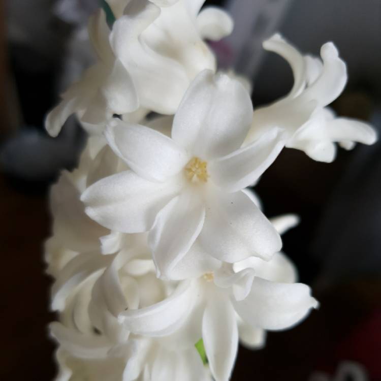 Plant image Hyacinthus orientalis 'White Pearl'