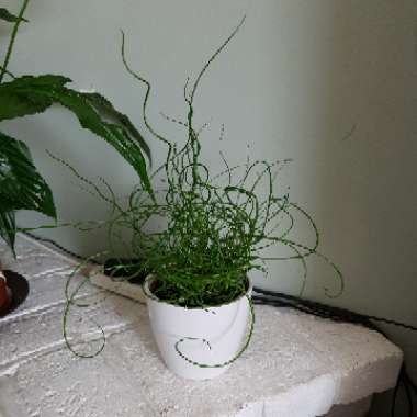 Juncus effusus f. 'Spiralis' syn. Juncus effusus 'Spiralis' dwarf