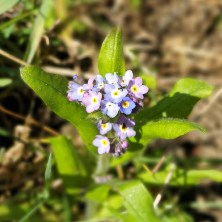 plant image 1260230