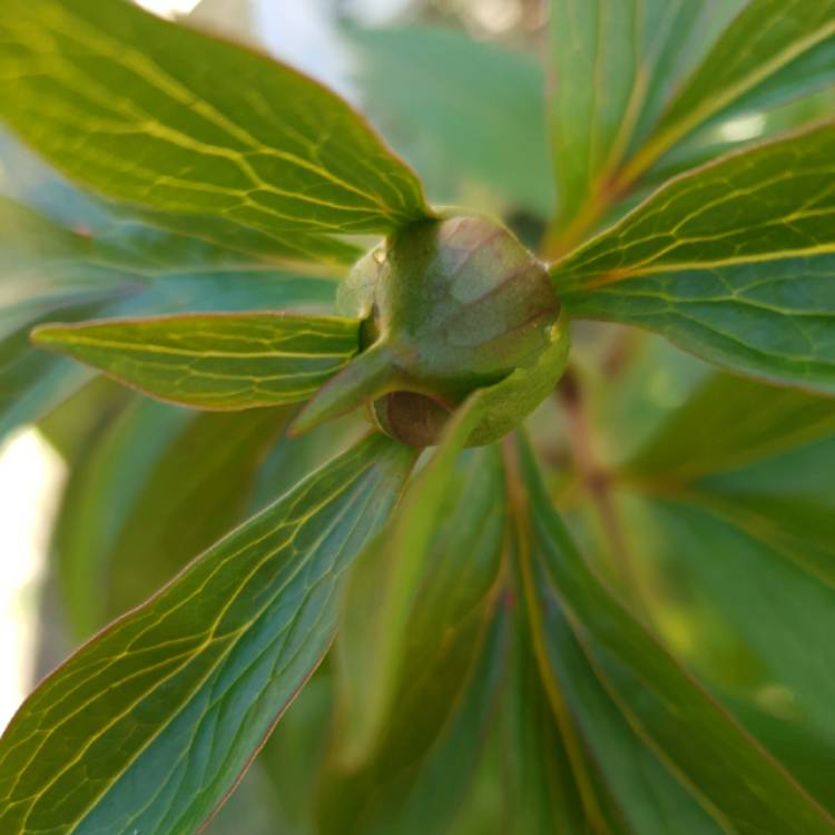 plant image 1260237 plant image 1260237