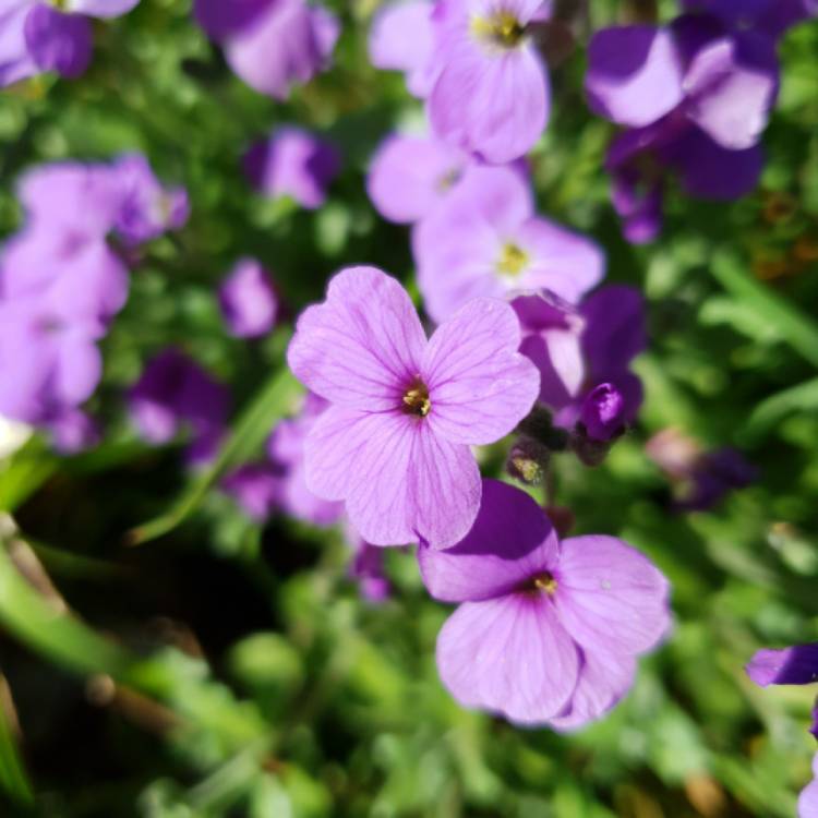 plant image 1260979