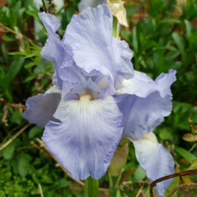 Plant image Iris x germanica 'Jane Phillips'
