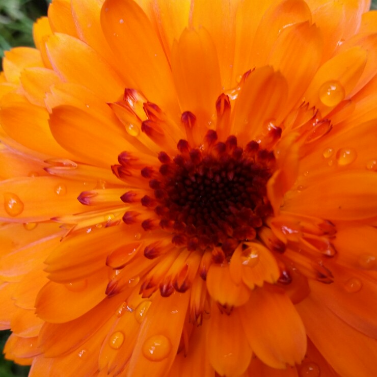 plant image 130132